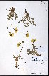  ( - CCDB-23954-A10)  @11 [ ] CreativeCommons - Attribution (2015) University of Alberta Herbarium University of Alberta Herbarium