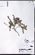  ( - CCDB-23954-B06)  @11 [ ] CreativeCommons - Attribution (2015) University of Alberta Herbarium University of Alberta Herbarium
