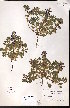  ( - CCDB-23954-B08)  @11 [ ] CreativeCommons - Attribution (2015) University of Alberta Herbarium University of Alberta Herbarium
