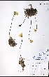  ( - CCDB-23954-B10)  @11 [ ] CreativeCommons - Attribution (2015) University of Alberta Herbarium University of Alberta Herbarium