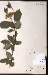  (Cornus occidentalis - CCDB-23954-D10)  @11 [ ] CreativeCommons - Attribution (2015) University of Alberta Herbarium University of Alberta Herbarium
