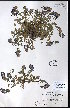  ( - CCDB-23954-E08)  @11 [ ] CreativeCommons - Attribution (2015) University of Alberta Herbarium University of Alberta Herbarium