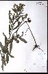  ( - CCDB-23954-H01)  @11 [ ] CreativeCommons - Attribution (2015) University of Alberta Herbarium University of Alberta Herbarium