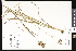  ( - CCDB-23956-A05)  @11 [ ] CreativeCommons - Attribution (2015) Department of Agriculture Agriculture and Agri-Food Canada National Collection of Vascular Plants (DAO