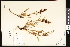  ( - CCDB-23956-B02)  @11 [ ] CreativeCommons - Attribution (2015) Department of Agriculture Agriculture and Agri-Food Canada National Collection of Vascular Plants (DAO