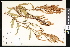  ( - CCDB-23956-C02)  @11 [ ] CreativeCommons - Attribution (2015) Department of Agriculture Agriculture and Agri-Food Canada National Collection of Vascular Plants (DAO