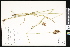 ( - CCDB-23956-C05)  @11 [ ] CreativeCommons - Attribution (2015) Department of Agriculture Agriculture and Agri-Food Canada National Collection of Vascular Plants (DAO