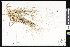  ( - CCDB-23956-C10)  @11 [ ] CreativeCommons - Attribution (2015) Department of Agriculture Agriculture and Agri-Food Canada National Collection of Vascular Plants (DAO