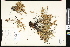  ( - CCDB-23956-D07)  @11 [ ] CreativeCommons - Attribution (2015) Department of Agriculture Agriculture and Agri-Food Canada National Collection of Vascular Plants (DAO
