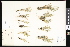  ( - CCDB-23956-D10)  @11 [ ] CreativeCommons - Attribution (2015) Department of Agriculture Agriculture and Agri-Food Canada National Collection of Vascular Plants (DAO