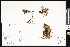  (Myriopteris - CCDB-23956-E07)  @11 [ ] CreativeCommons - Attribution (2015) Department of Agriculture Agriculture and Agri-Food Canada National Collection of Vascular Plants (DAO