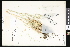  (Festuca roemeri - CCDB-23956-E08)  @11 [ ] CreativeCommons - Attribution (2015) Department of Agriculture Agriculture and Agri-Food Canada National Collection of Vascular Plants (DAO