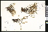  ( - CCDB-23956-F07)  @11 [ ] CreativeCommons - Attribution (2015) Department of Agriculture Agriculture and Agri-Food Canada National Collection of Vascular Plants (DAO