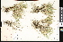  (Dichanthelium wilcoxianum - CCDB-23956-F10)  @11 [ ] CreativeCommons - Attribution (2015) Department of Agriculture Agriculture and Agri-Food Canada National Collection of Vascular Plants (DAO