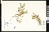  ( - CCDB-23956-G04)  @11 [ ] CreativeCommons - Attribution (2015) Department of Agriculture Agriculture and Agri-Food Canada National Collection of Vascular Plants (DAO