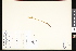  ( - CCDB-23956-G06)  @11 [ ] CreativeCommons - Attribution (2015) Department of Agriculture Agriculture and Agri-Food Canada National Collection of Vascular Plants (DAO