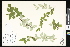  (Cotoneaster qungbixiensis - CCDB-23957-A08)  @11 [ ] CreativeCommons - Attribution (2015) Department of Agriculture Agriculture and Agri-Food Canada National Collection of Vascular Plants (DAO