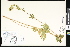  ( - CCDB-23957-A11)  @11 [ ] CreativeCommons - Attribution (2015) Department of Agriculture Agriculture and Agri-Food Canada National Collection of Vascular Plants (DAO