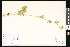  ( - CCDB-23957-B11)  @11 [ ] CreativeCommons - Attribution (2015) Department of Agriculture Agriculture and Agri-Food Canada National Collection of Vascular Plants (DAO