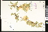  ( - CCDB-23957-C09)  @11 [ ] CreativeCommons - Attribution (2015) Department of Agriculture Agriculture and Agri-Food Canada National Collection of Vascular Plants (DAO