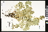 (Drymocallis arguta - CCDB-23957-C11)  @11 [ ] CreativeCommons - Attribution (2015) Department of Agriculture Agriculture and Agri-Food Canada National Collection of Vascular Plants (DAO