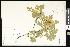  ( - CCDB-23957-D09)  @11 [ ] CreativeCommons - Attribution (2015) Department of Agriculture Agriculture and Agri-Food Canada National Collection of Vascular Plants (DAO