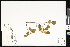  ( - CCDB-23957-D12)  @11 [ ] CreativeCommons - Attribution (2015) Department of Agriculture Agriculture and Agri-Food Canada National Collection of Vascular Plants (DAO