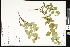  ( - CCDB-23957-F09)  @11 [ ] CreativeCommons - Attribution (2015) Department of Agriculture Agriculture and Agri-Food Canada National Collection of Vascular Plants (DAO