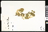  ( - CCDB-23957-F12)  @11 [ ] CreativeCommons - Attribution (2015) Department of Agriculture Agriculture and Agri-Food Canada National Collection of Vascular Plants (DAO