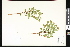  ( - CCDB-23957-G09)  @11 [ ] CreativeCommons - Attribution (2015) Department of Agriculture Agriculture and Agri-Food Canada National Collection of Vascular Plants (DAO