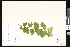  ( - CCDB-23957-H09)  @11 [ ] CreativeCommons - Attribution (2015) Department of Agriculture Agriculture and Agri-Food Canada National Collection of Vascular Plants (DAO