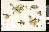  ( - CCDB-24799-A02)  @11 [ ] CreativeCommons - Attribution (2015) Department of Agriculture Agriculture and Agri-Food Canada National Collection of Vascular Plants (DAO