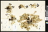  ( - CCDB-24799-B02)  @11 [ ] CreativeCommons - Attribution (2015) Department of Agriculture Agriculture and Agri-Food Canada National Collection of Vascular Plants (DAO