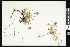  ( - CCDB-24799-C02)  @11 [ ] CreativeCommons - Attribution (2015) Department of Agriculture Agriculture and Agri-Food Canada National Collection of Vascular Plants (DAO