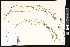  ( - CCDB-24799-C12)  @11 [ ] CreativeCommons - Attribution (2015) Department of Agriculture Agriculture and Agri-Food Canada National Collection of Vascular Plants (DAO