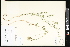  ( - CCDB-24799-D12)  @11 [ ] CreativeCommons - Attribution (2015) Department of Agriculture Agriculture and Agri-Food Canada National Collection of Vascular Plants (DAO