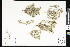  ( - CCDB-24799-E10)  @11 [ ] CreativeCommons - Attribution (2015) Department of Agriculture Agriculture and Agri-Food Canada National Collection of Vascular Plants (DAO