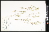  ( - CCDB-24799-E11)  @11 [ ] CreativeCommons - Attribution (2015) Department of Agriculture Agriculture and Agri-Food Canada National Collection of Vascular Plants (DAO
