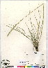  (Elymus lanceolatus - CCDB-24820-D09)  @11 [ ] CreativeCommons - Attribution (2015) Canadian Museum of Nature Canadian Museum of Nature
