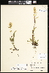  ( - CCDB-24820-F06)  @11 [ ] CreativeCommons - Attribution (2015) Department of Agriculture Agriculture and Agri-Food Canada National Collection of Vascular Plants (DAO