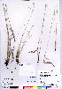  (Festuca valesiaca - CCDB-24820-F10)  @11 [ ] CreativeCommons - Attribution (2015) Canadian Museum of Nature Canadian Museum of Nature