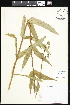  (Penstemon tubaeflorus - CCDB-24820-H01)  @11 [ ] CreativeCommons - Attribution (2015) Department of Agriculture Agriculture and Agri-Food Canada National Collection of Vascular Plants (DAO