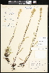 ( - CCDB-24820-H06)  @11 [ ] CreativeCommons - Attribution (2015) Department of Agriculture Agriculture and Agri-Food Canada National Collection of Vascular Plants (DAO