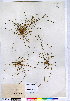  (Eleocharis diandra var. depressa - CCDB-24820-H12)  @11 [ ] CreativeCommons - Attribution (2015) Canadian Museum of Nature Canadian Museum of Nature