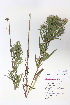  ( - CCDB-24924-B02)  @11 [ ] CreativeCommons - Attribution (2015) Michael Oldham Ontario Natural Heritage Information Centre
