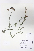  (Verbena - CCDB-24924-D02)  @11 [ ] CreativeCommons - Attribution (2015) Michael Oldham Ontario Natural Heritage Information Centre
