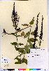  (Veronica grandis - CCDB-28092-B04)  @11 [ ] CreativeCommons - Attribution (2015) Canadian Museum of Nature Canadian Museum of Nature