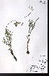  (Lomatium triternatum subsp platycarpum - CCDB-28092-C08)  @11 [ ] CreativeCommons - Attribution (2015) University of Alberta Herbarium University of Alberta Herbarium