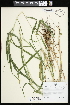  (Elymus macgregorii - CCDB-23395-F12)  @11 [ ] CreativeCommons - Attribution (2015) Agriculture and Agri-Food Canada Agriculture and Agri-Food Canada