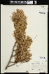  ( - CCDB-23395-H05)  @11 [ ] CreativeCommons - Attribution (2015) Agriculture and Agri-Food Canada Agriculture and Agri-Food Canada